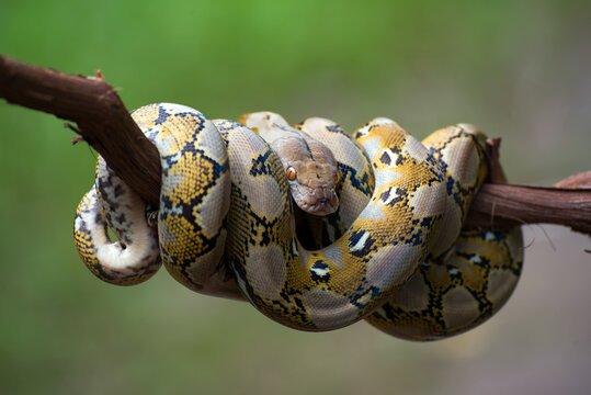 Reticulated python coiled around a tree branch, Indonesia