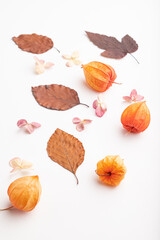 Composition with yellow and brown beech autumn leaves and hydrangea flowers, mockup on white background. Blank, side view, still life, copy space.