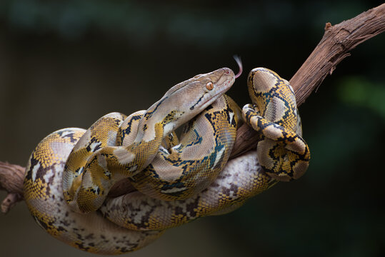 Reticulated python coiled around a tree branch, Indonesia