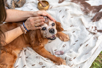 Healing stone on Cavalier spaniel dog