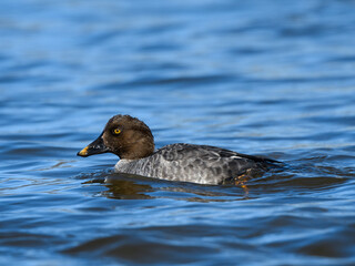 Common Goldeneye Swimming in River in Winter