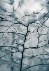 snow covered branches of tree