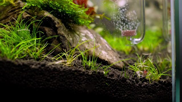 4K cinematic view of fresh water aquascape with aquatic plants and fine carbondioxide CO2 bubbles from glass gas diffuser.