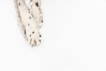 Black and white dog paws in the snow