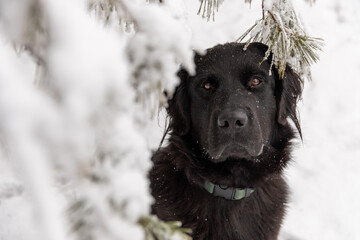 A newfoundland dog sitting under an evergreen tree in winter
