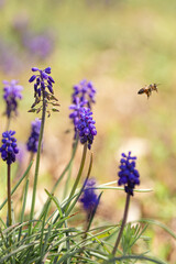 Bee on a Bluebonnets in a Field