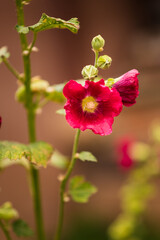 Red Hollyhock