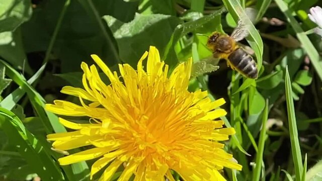 abeja polinizando una flor y volando a c&aacute;mara lenta