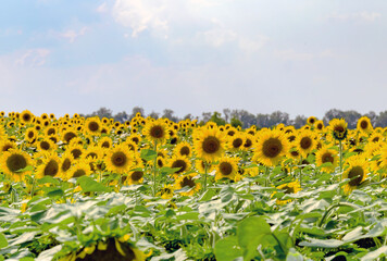 field of blooming sunflowers on a background sunset