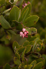 Flowers and buds on a Manzanita bush
