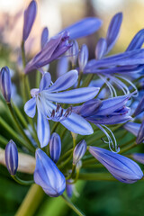 Obraz premium Beautiful flowers, floral arrangement, gardens, and wild berries located around town