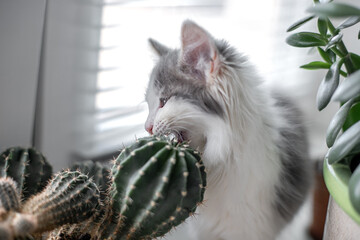 kitten eats home flowers kaktus on the windowsill