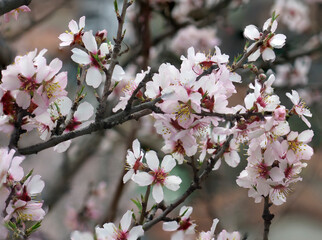 spring flowers in safranbolu. Karabuk, Turkey
