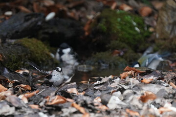 long tailed tit in the forest