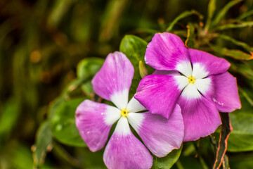 Beautiful flowers, floral arrangement, gardens, and wild berries located around town