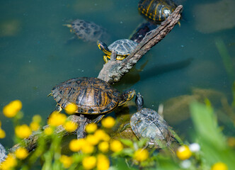 pond in italy with turtles, fish, seagulls and white swans