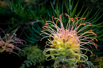 Grevillea flower in the garden