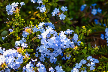 Beautiful flowers, floral arrangement, gardens, and wild berries located around town