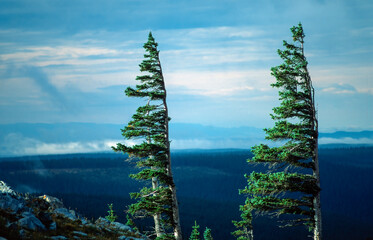 Wind-bent conifers, Rocky Mountains