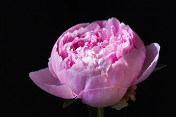 macro pink spring peony flower on a black background