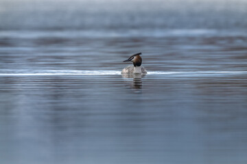 Great crested grebe (Podiceps cristatus) swimming on the lake in a morning spring