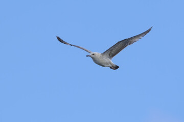Caspian gull Larus cachinnans flying