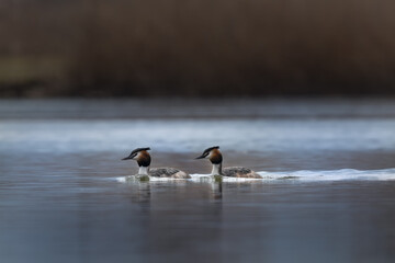 A pair of great crested grebe (Podiceps cristatus) swimming side by side on the lake in a morning spring