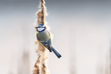 Blue tit perching rush branch searching food. Cyanistes caeruleus Colorful songbird