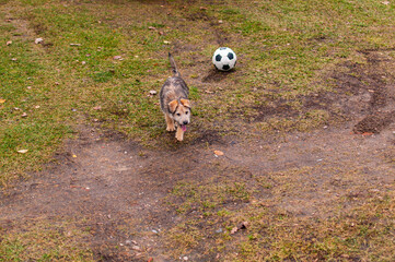 Mały pies gra w piłkę nożną
