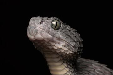 Bush Viper looking up (Atheris squamigera) - Rare Black Variation