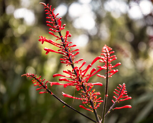 Beautiful flowers, floral arrangement, gardens, and wild berries located around town