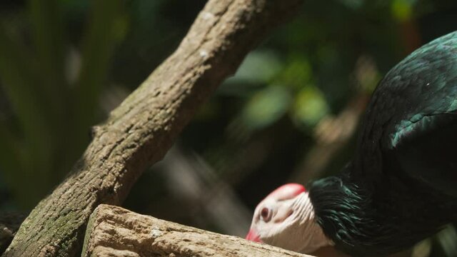 This video shows a Southern Bald Ibis (Geronticus calvus) bird foraging and feeding along the rain forest floor.