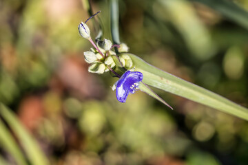 Beautiful flowers, floral arrangement, gardens, and wild berries located around town
