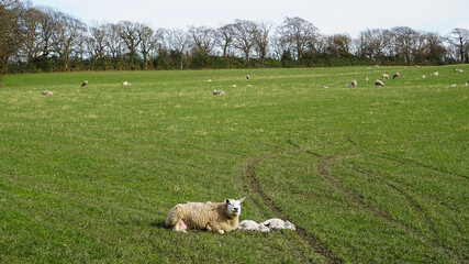 Mother sheep guarding her two sleeping spring lambs in a field on a sunny spring day