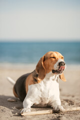 Beagle dog with tongue out