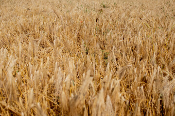 Gold Wheat Field. Beautiful Nature Sunset Landscape. Background of ripening ears of meadow wheat field. Concept of great harvest and productive seed industry