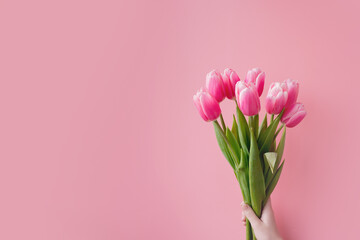 Pink tulips on pink background with copy space.
