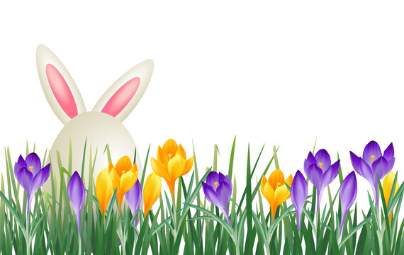 Osterkarte mit Frühlingsblumen, gelbe und lila Krokusse und Schneeglöckchen, und  Osterei mit Ohren,
Vektor Illustration isoliert auf weißem Hintergrund 
