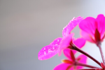 ベランダの鉢植えゼラニウム。雨上がりの朝、花びらに水滴が残る。