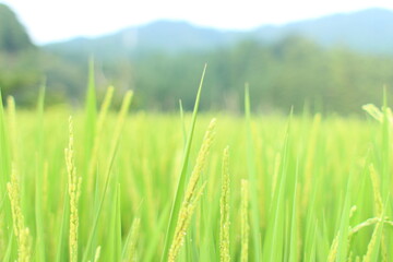 ぐんぐん伸びる稲