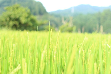 ぐんぐん伸びる稲