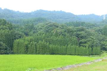 Fototapeta na wymiar 山とたんぼのある風景
