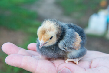 baby chicken in hand