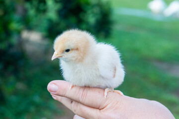 baby chicken in hand