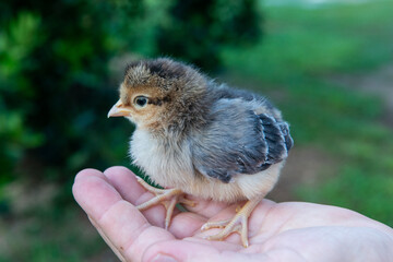 baby chicken in hand