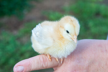 baby chicken in a hand