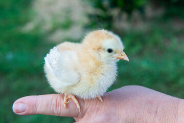 chicken in a hand