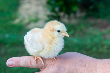 chicken in the hand of a child