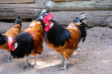 rooster in the farm