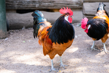 rooster in the farm